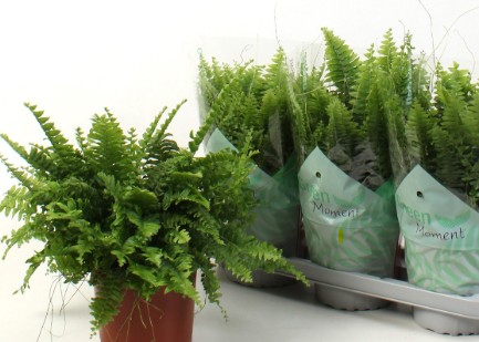 Nephrolepis exal. 'Green Moment'