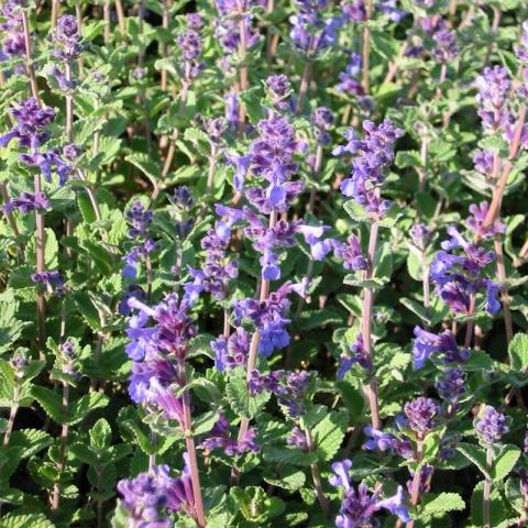 Nepeta faasenii Nepeta faasenii