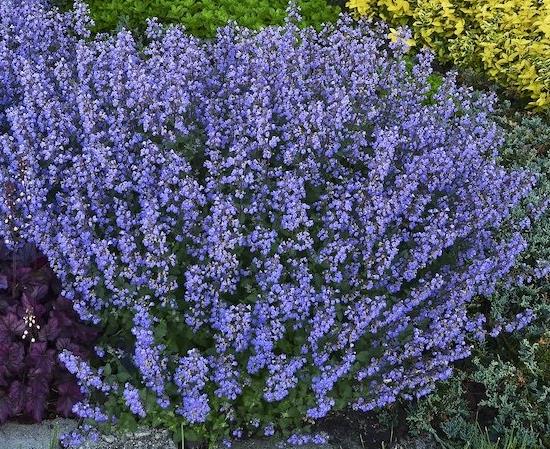 Nepeta faassenii 'Purrsian Blue'