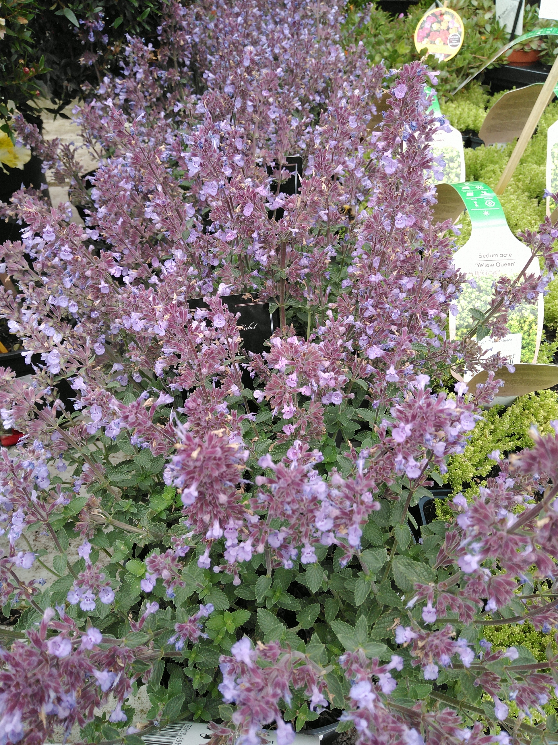 Nepeta faassenii 'Purrsian Blue'