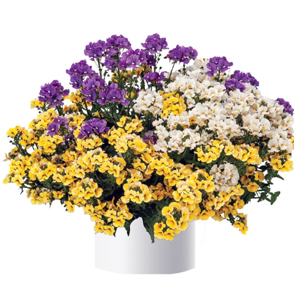 Nemesia perkplant - in kleuren / en couleurs Nemesia perkplant - in kleuren / en couleurs