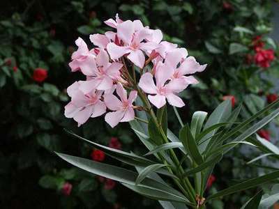 Nerium oleander - Laurier rose