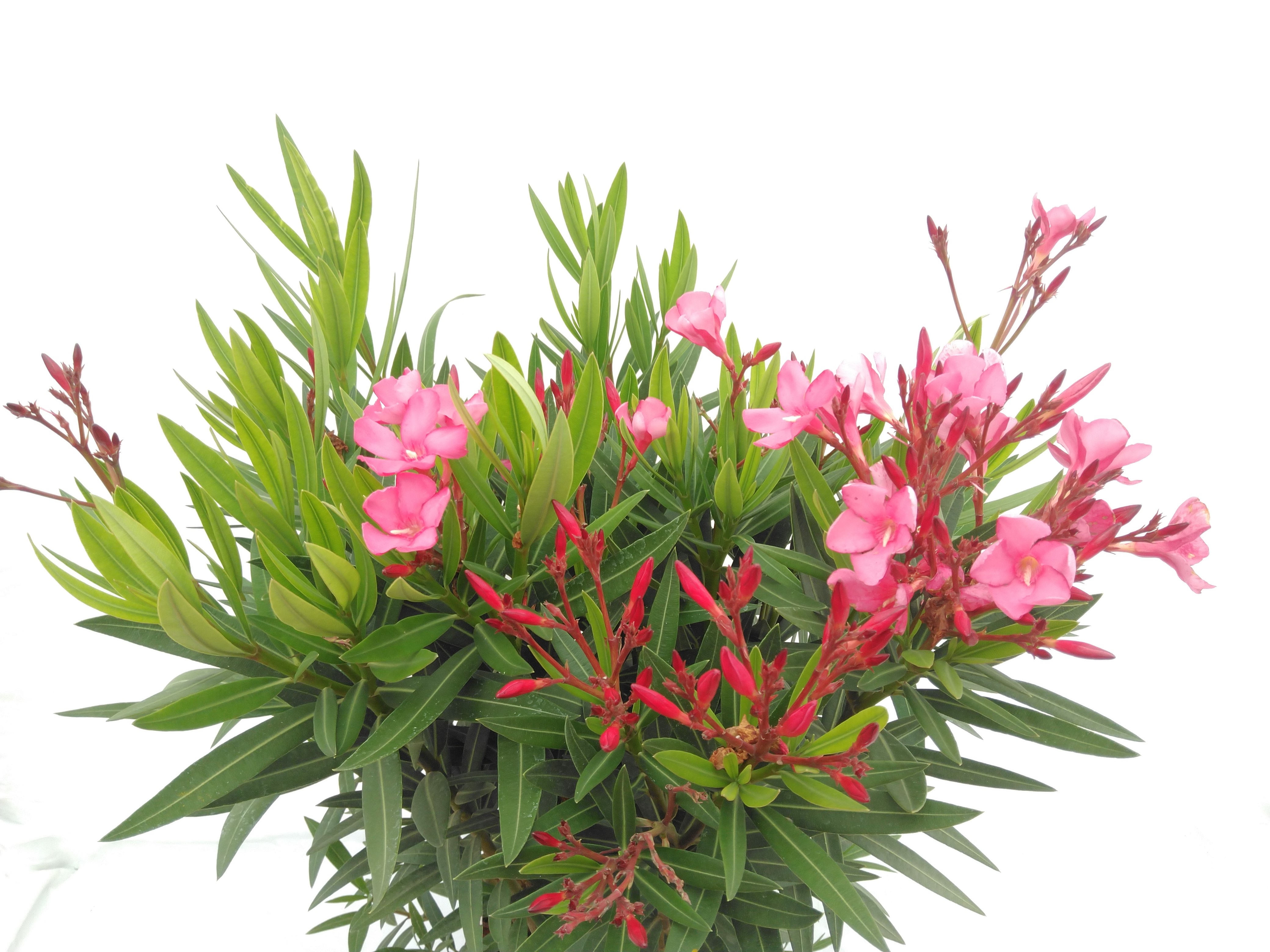 Nerium oleander - Laurier rose