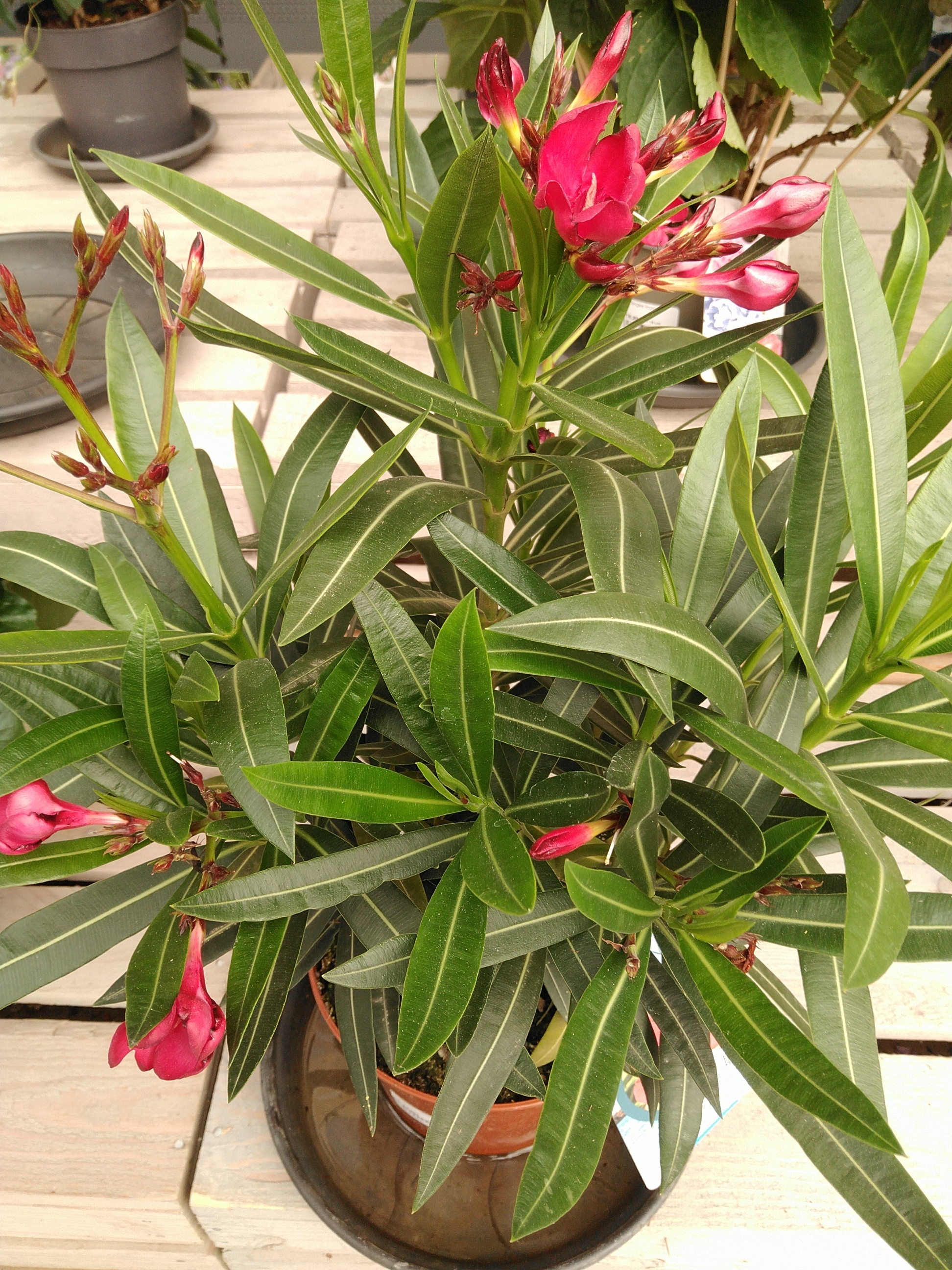 Nerium oleander - Laurier rose