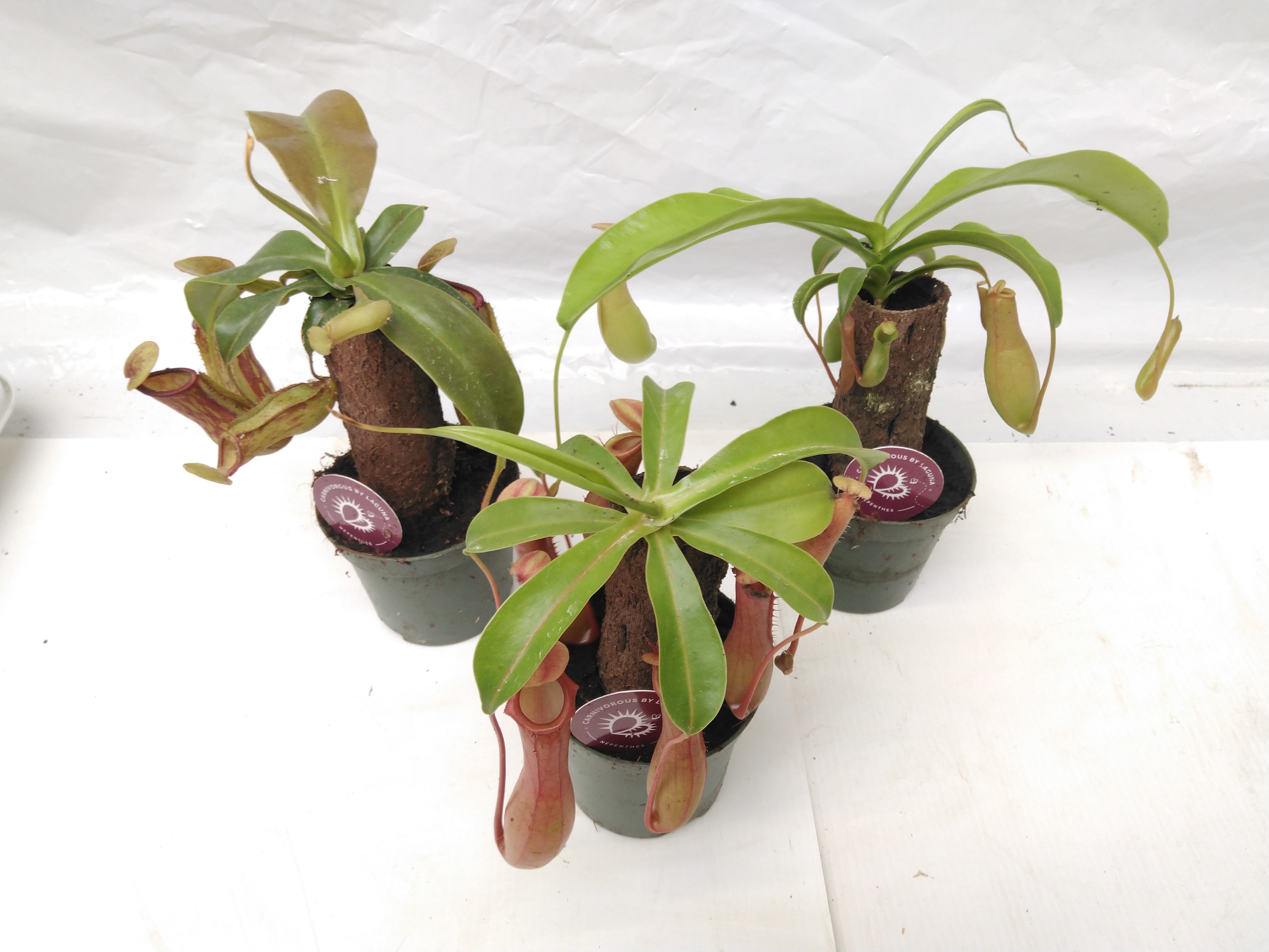 Nepenthes Sur Tige