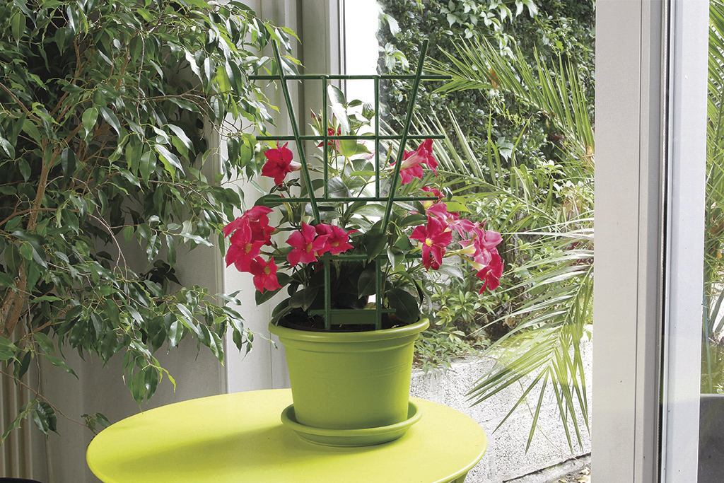 Tuteur échelle plastique pour plantes en pots