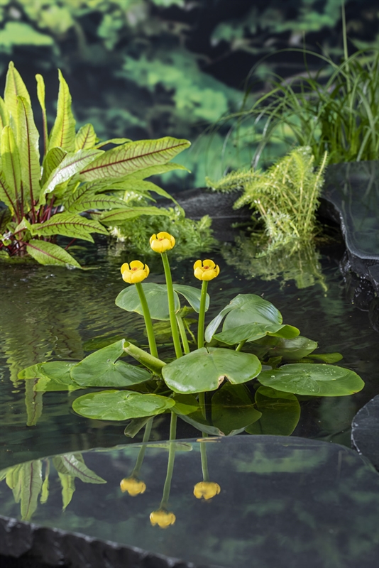 Nuphar lutea