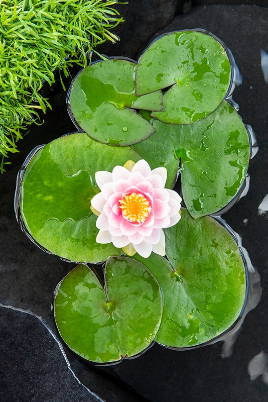 Nymphaea 'Madame Wilfron Gonnère'