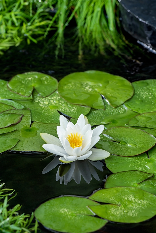 Nymphaea 'Alba'