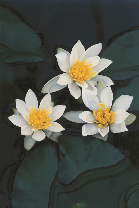 Nymphaea 'Pygmaea Alba' Nymphaea 'Pygmaea Alba'