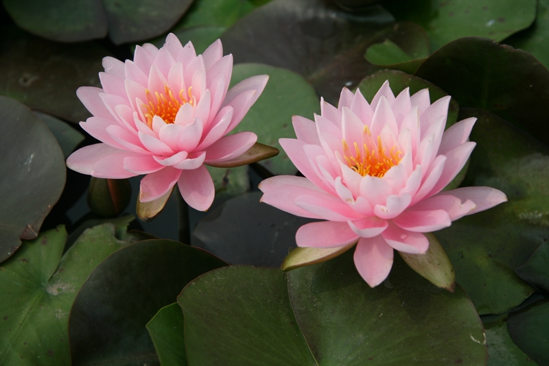 Nymphaea 'Peter Slocum'