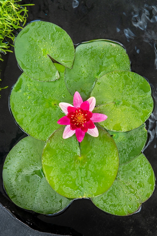 Nymphaea 'Pygmaea Rubra'