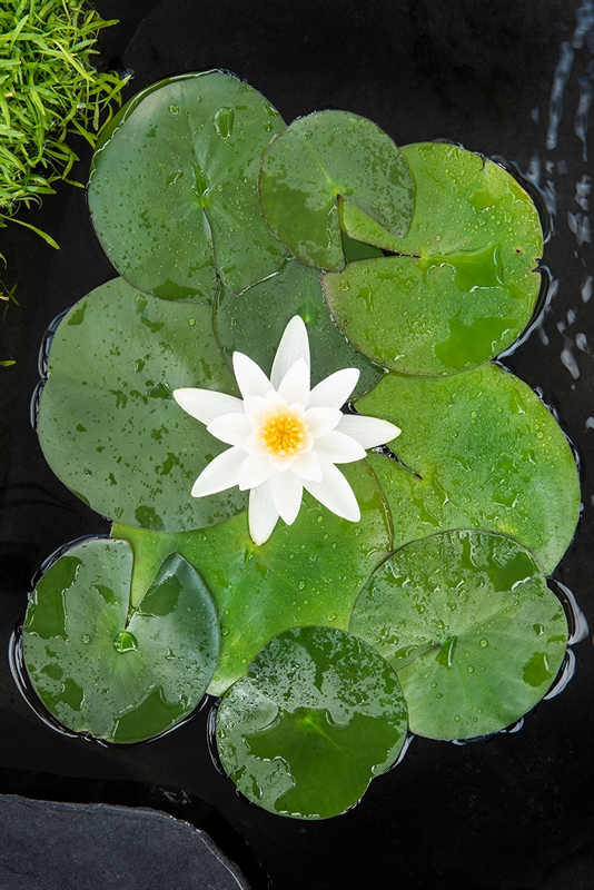 Nymphaea 'Tetragona'