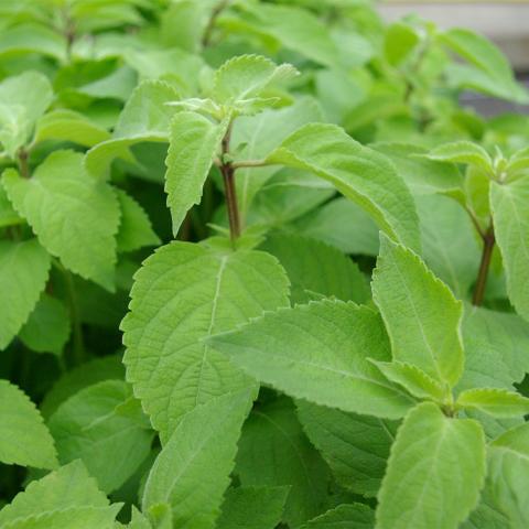 Ocimum basilicum Ocimum basilicum