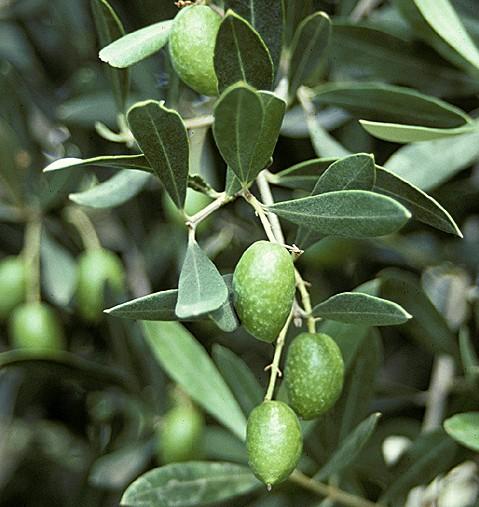 Olea europaea  - stam 40/50