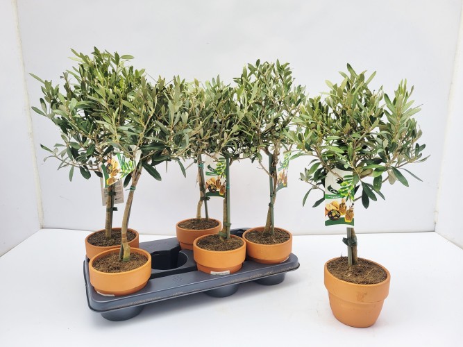 Olea europaea
