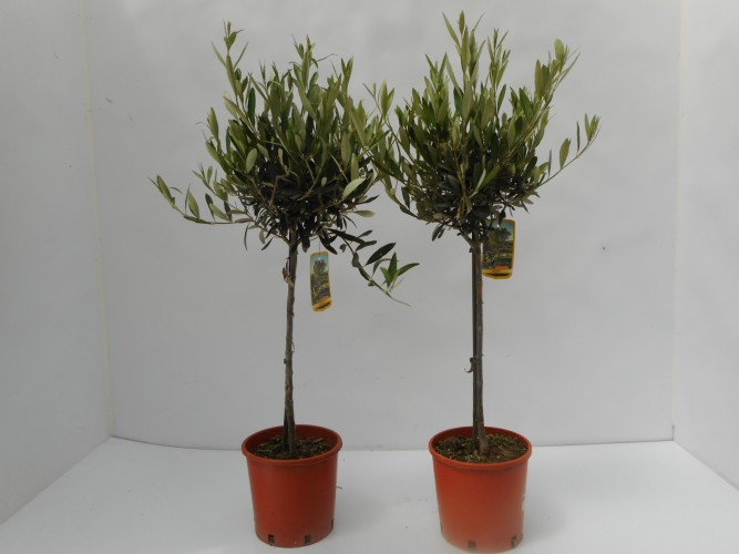 Olea europeana  ST50