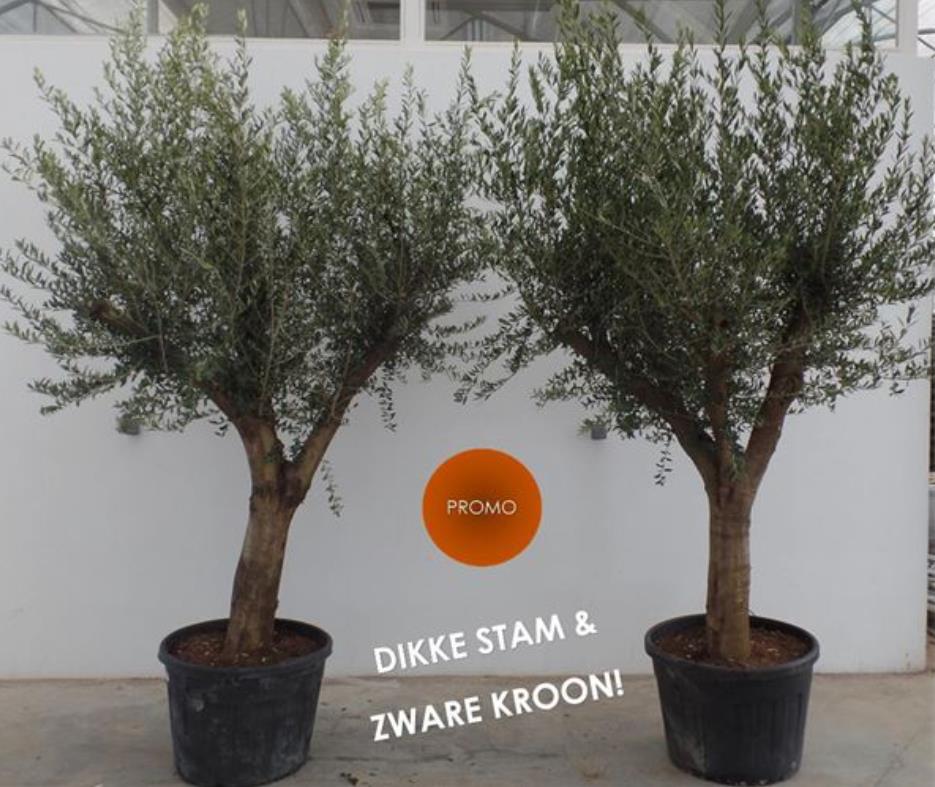 Olea europaea  - stam 40/50