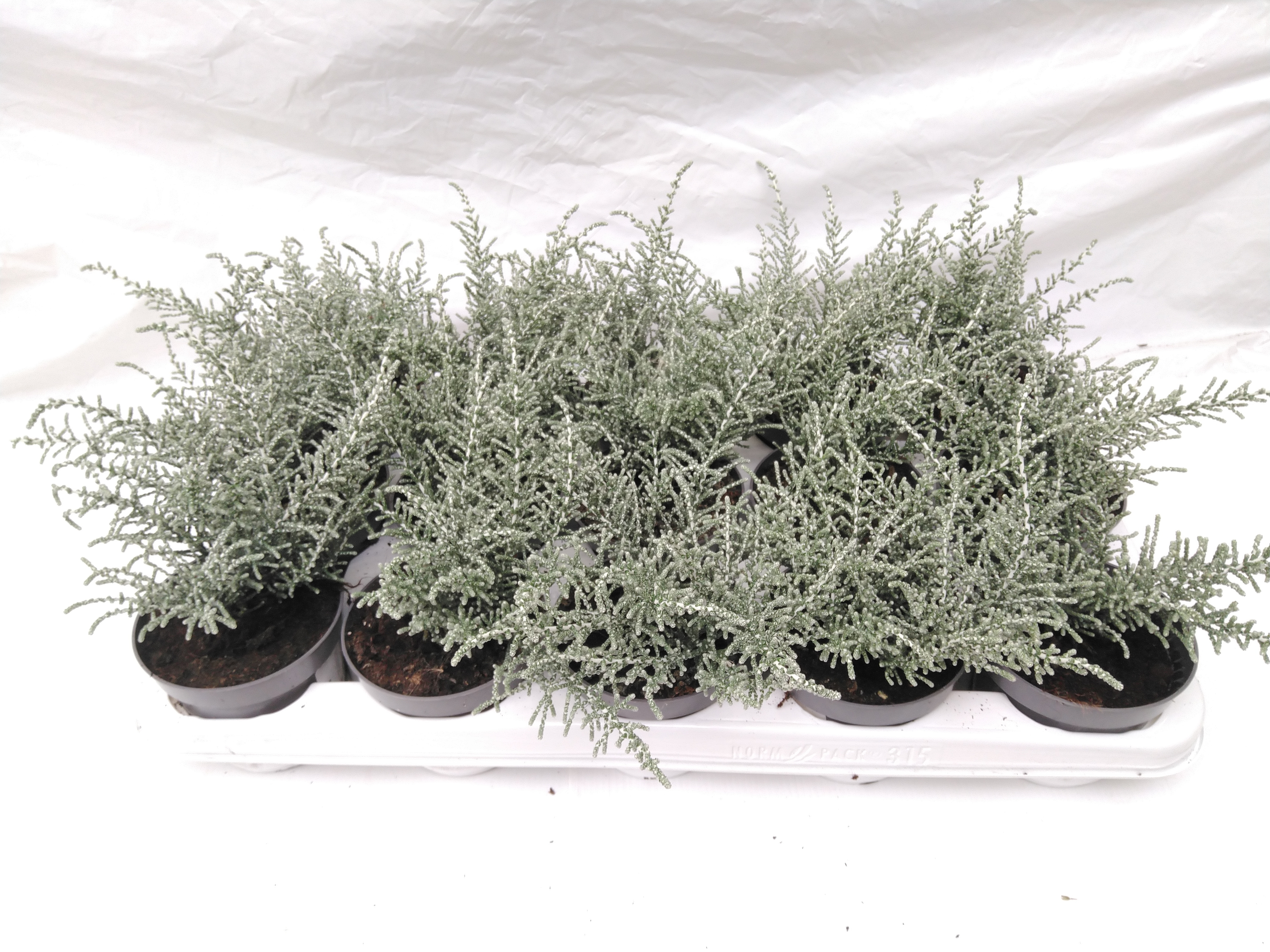 Olearia lepidophylla