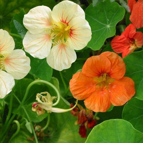 Oostindische kers Oostindische kers