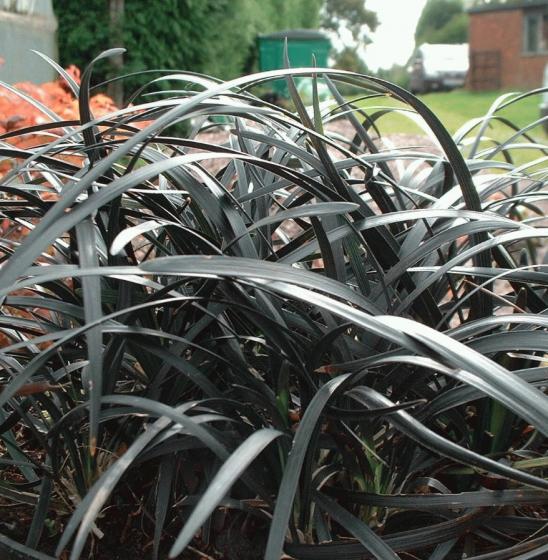 Ophiopogon planiscapus 'Niger' Ophiopogon planiscapus 'Niger'