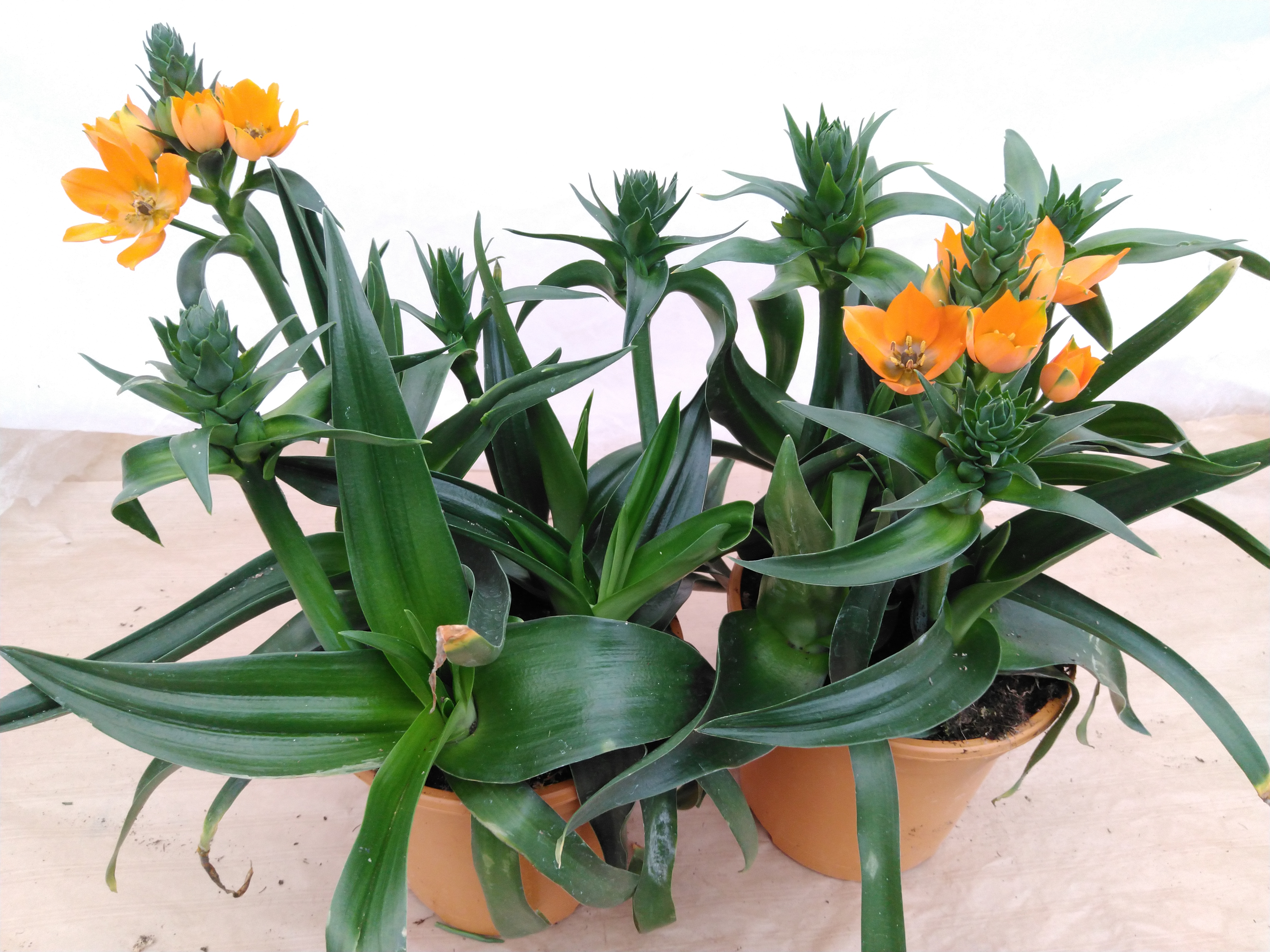Ornithogalum dubium 'African Breeze' Ornithogalum dubium 'African Breeze'