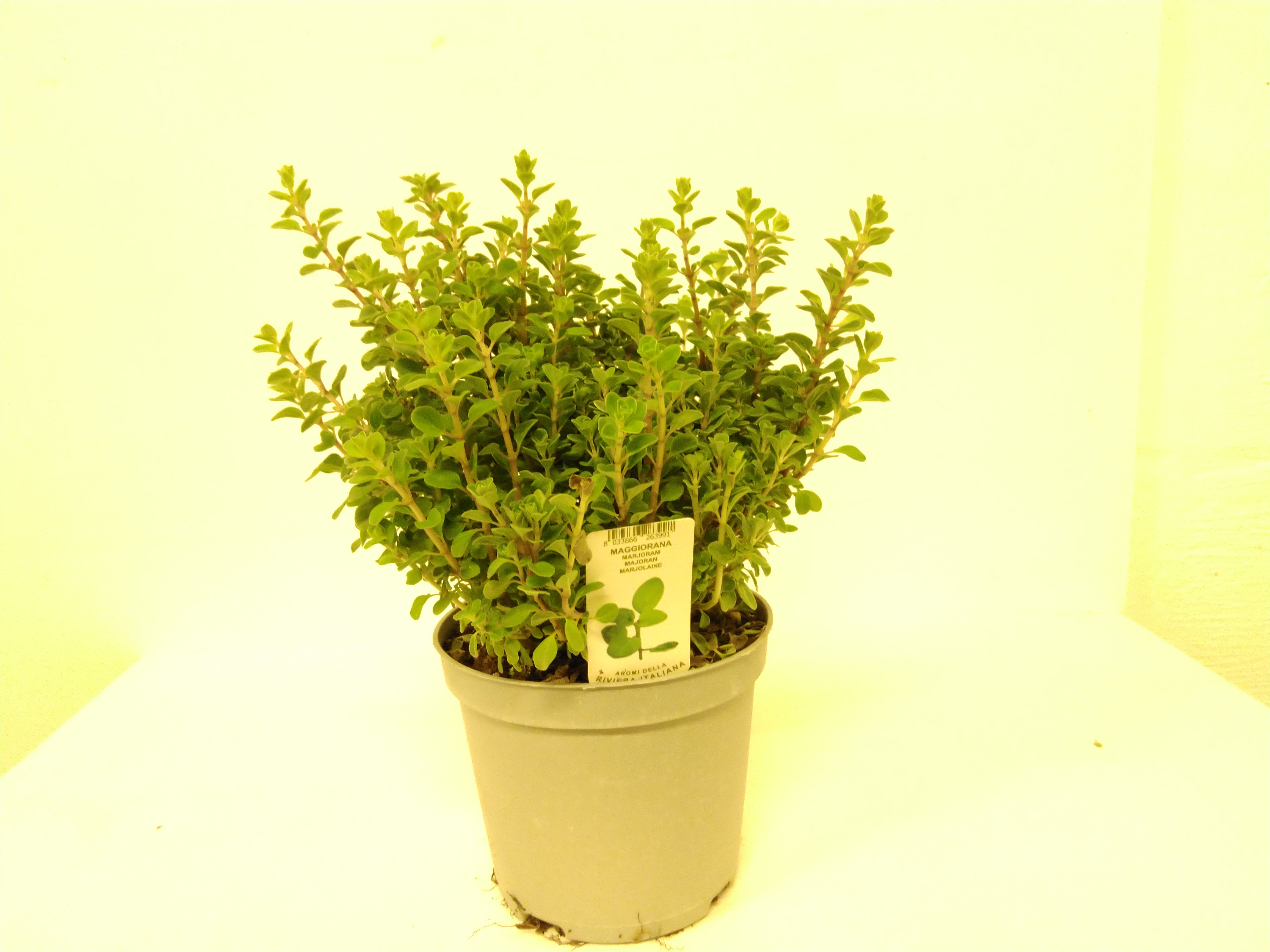 ORIGANUM MAJORANA P14
