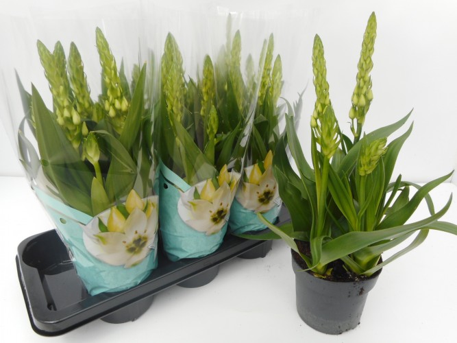 Ornithogalum thyrsoides Ornithogalum thyrsoides
