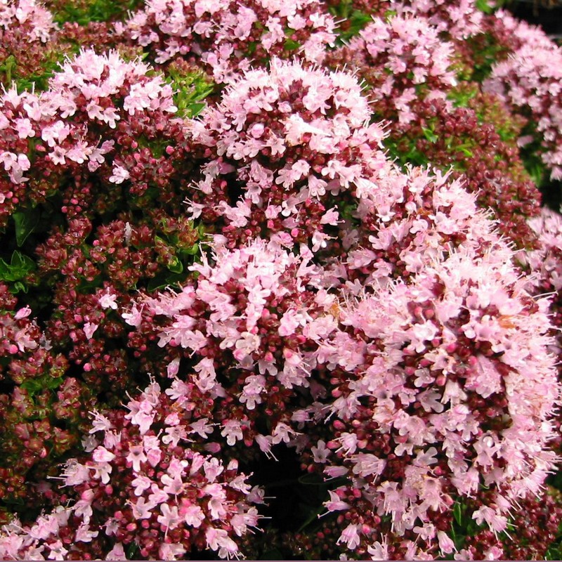 Origanum vulg. 'Compactum' Origanum vulg. 'Compactum'