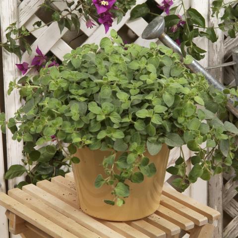 Origanum vulg. 'Hot Spicy' Origanum vulg. 'Hot Spicy'