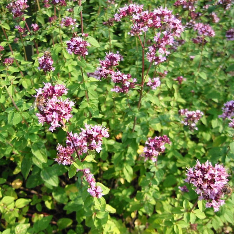 Origanum vulgare Origanum vulgare