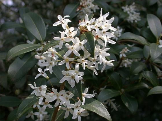 Osmanthus burkwoodii