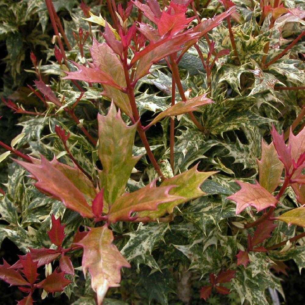 Osmanthus heter. 'Goshiki' (=Tricolor) Osmanthus heter. 'Goshiki' (=Tricolor)