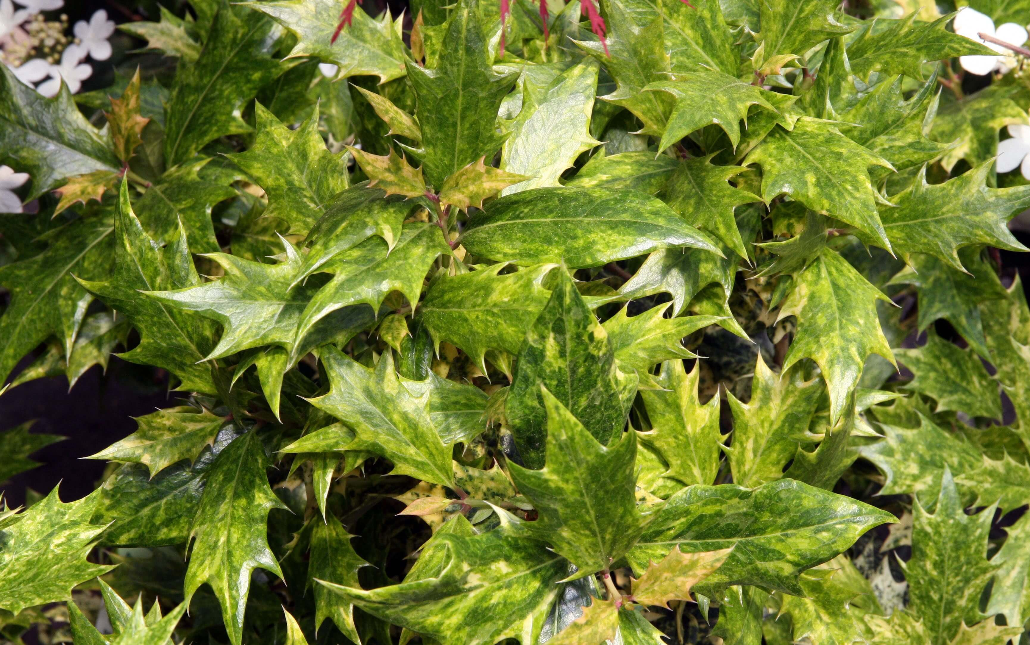 Osmanthus heterophyllus 'Goshiki' Osmanthus heterophyllus 'Goshiki'