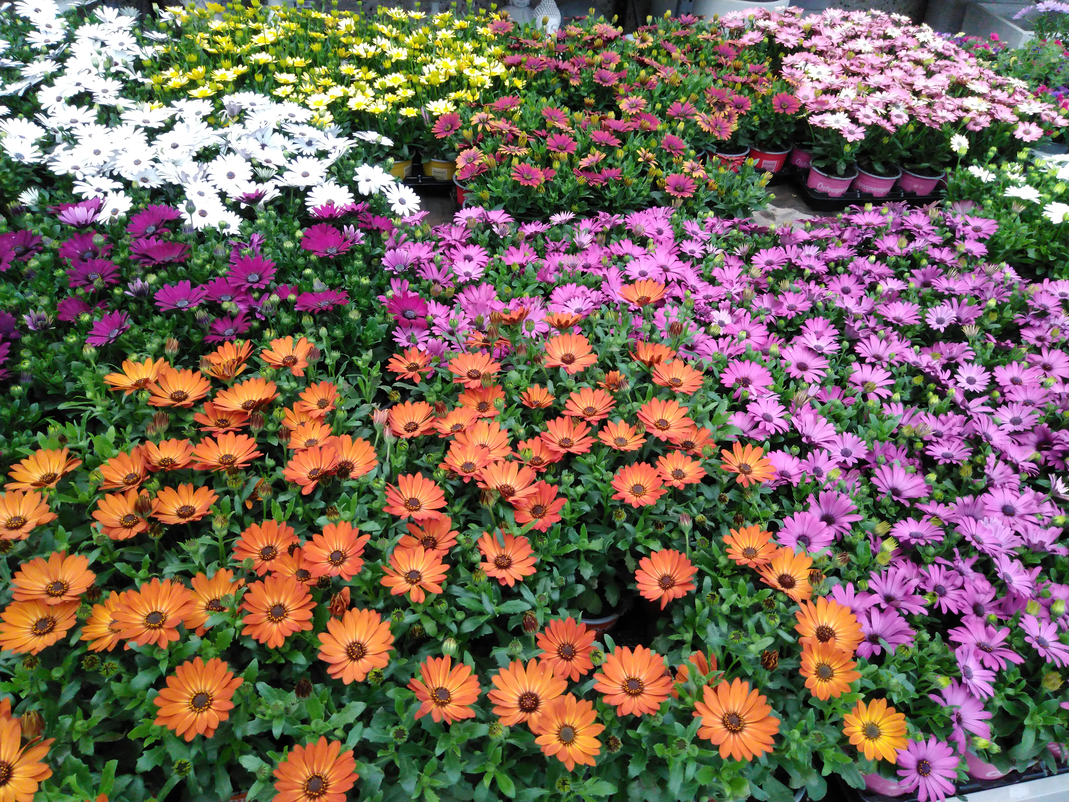 Osteospermum in kleuren Osteospermum in kleuren