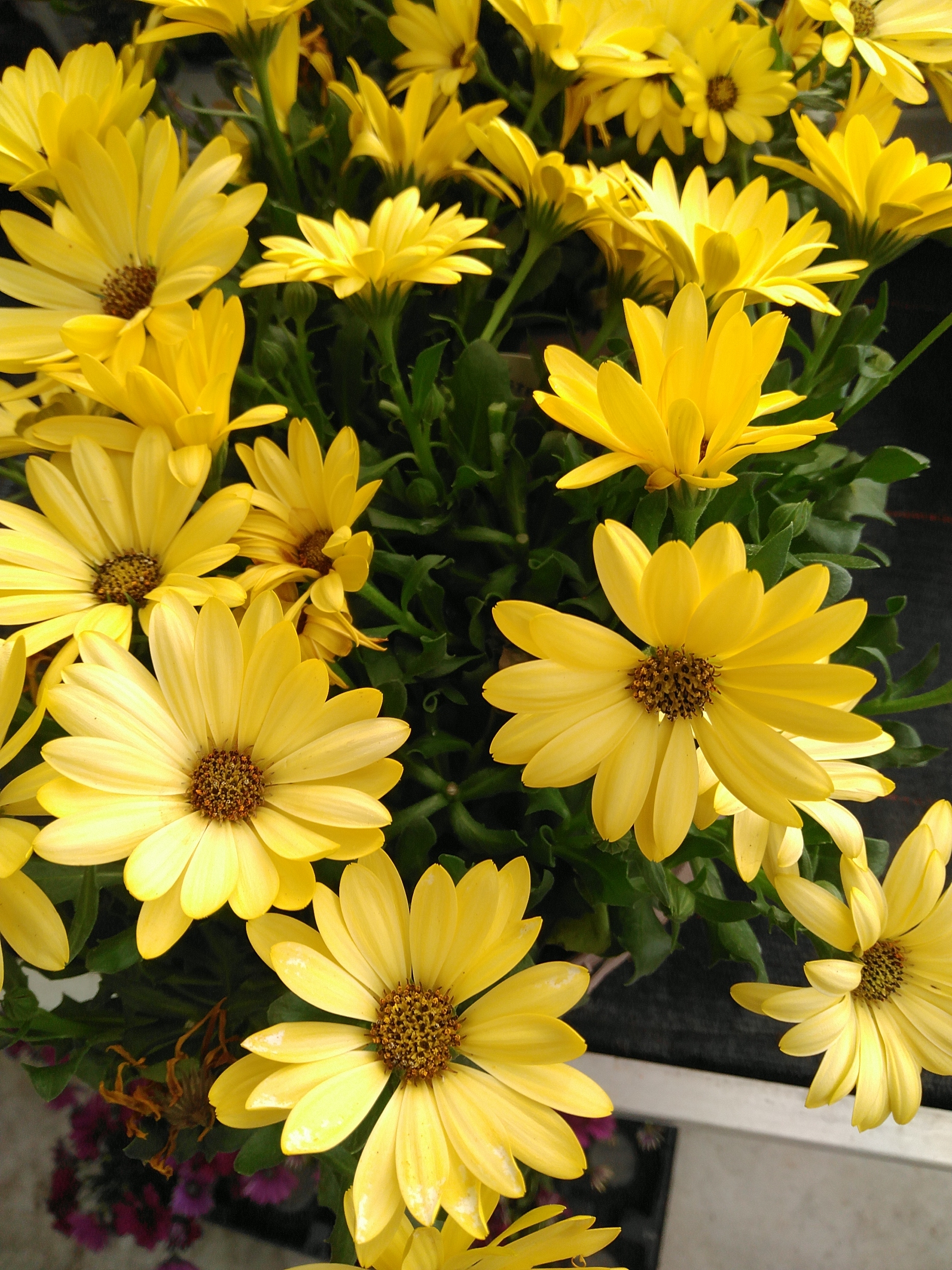 Osteospermum 'Margarita Orang Fla' Osteospermum Margarita Orange Flare Osteospermum 'Margarita Orang Fla' Osteospermum Margarita Orange Flare