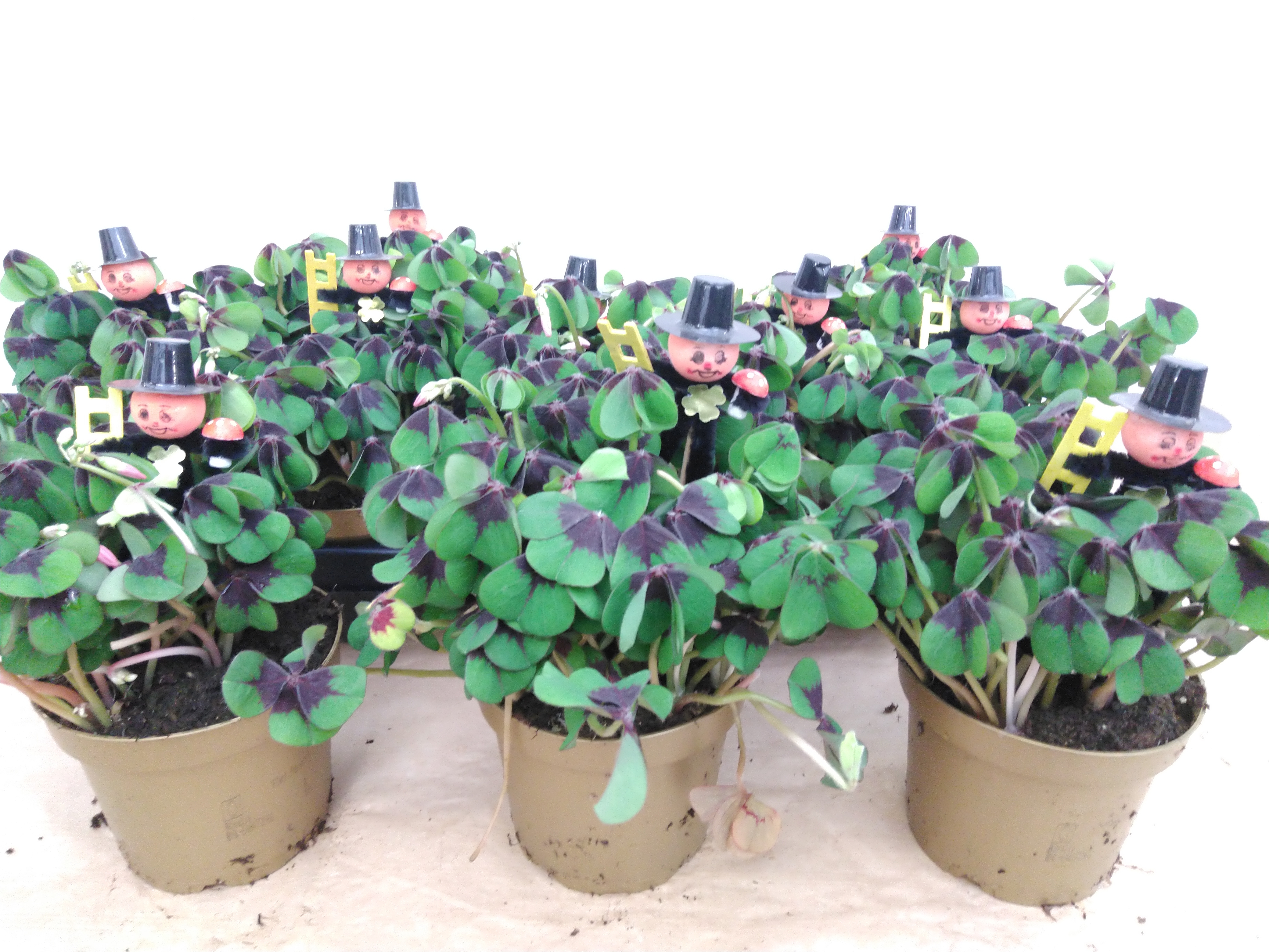 Oxalis deppei met schoorsteenveger
