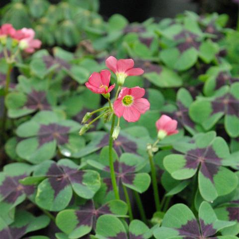 Oxalis tretraphylla 'Iron Cross' Oxalis tretraphylla 'Iron Cross'
