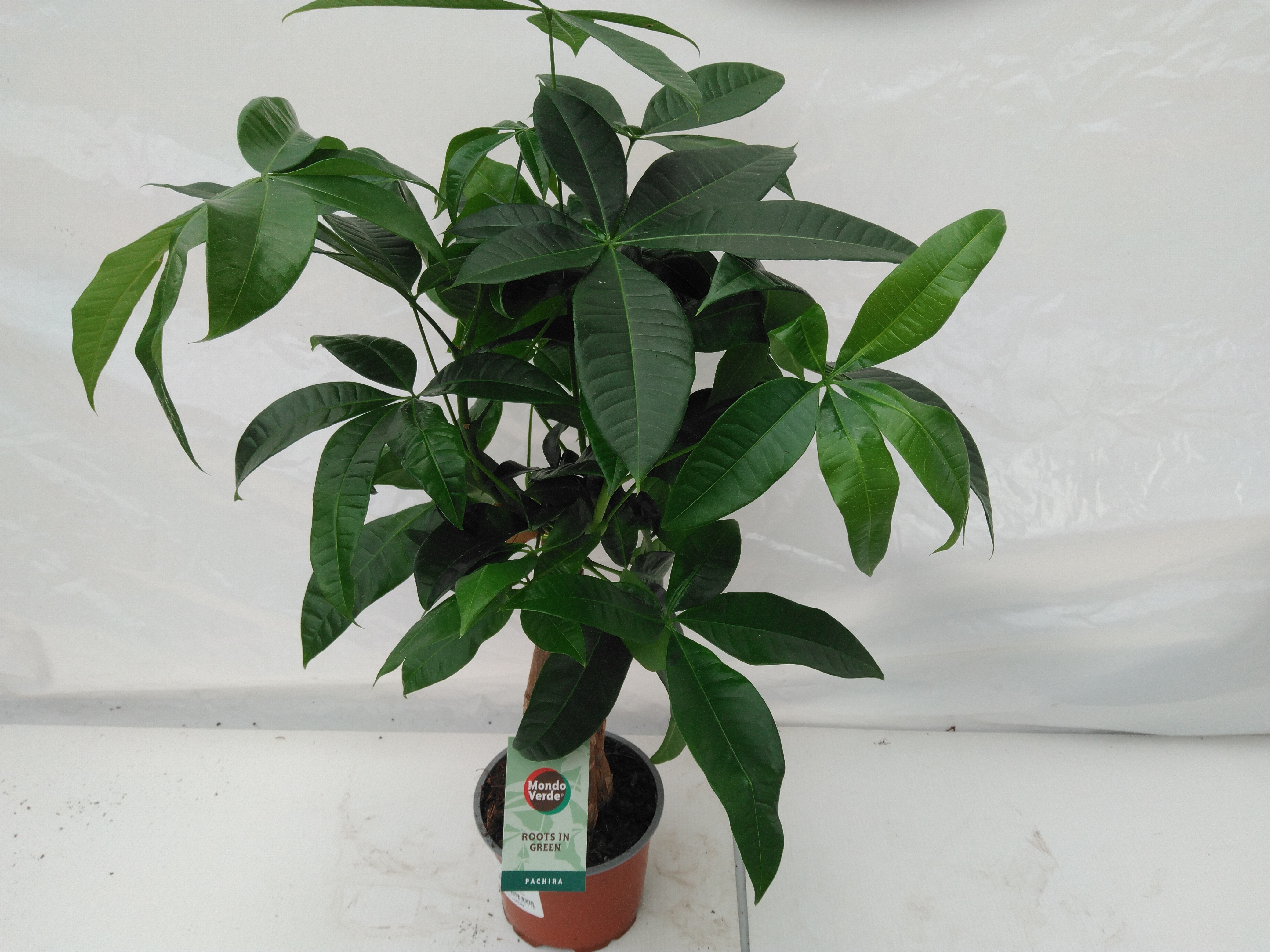 Pachira aquatica 'Trunk Compact' Pachira aquatica 'Trunk Compact'