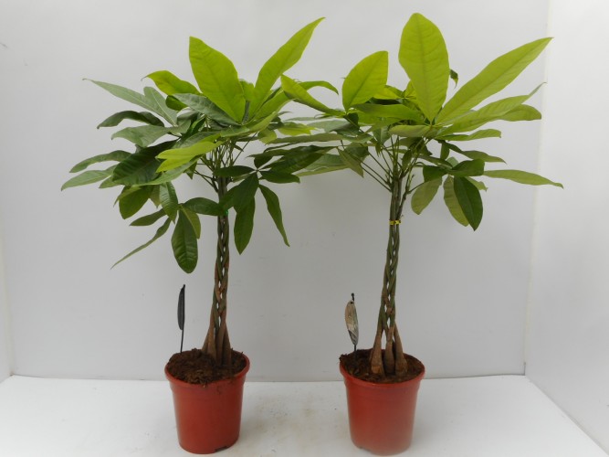 Pachira aquatica 'Trunk Compact'