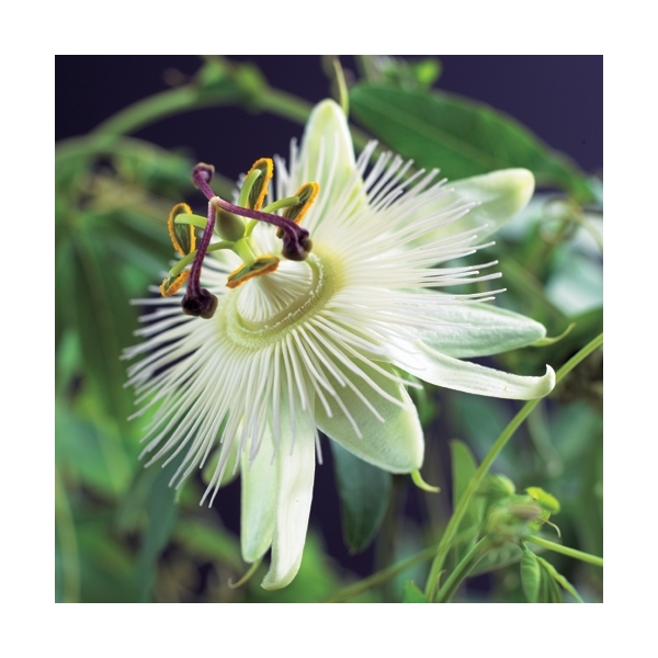 Passiflora cae. 'Constance Elliott' Passiflora cae. 'Constance Elliott'