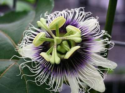 Passiflora 'Edulis'