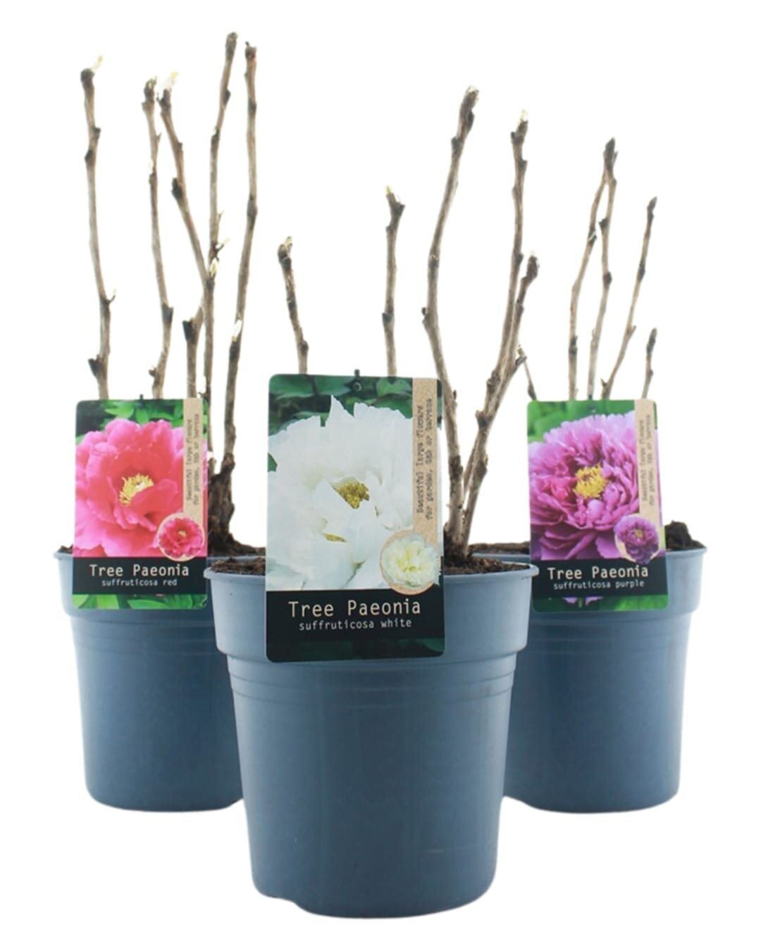 Paeonia suffruticosa in kleuren
