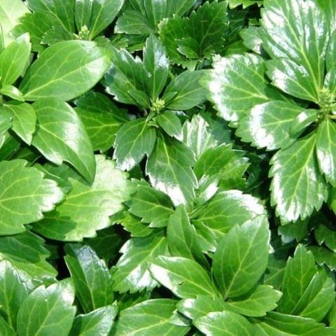 Pachysandra term. 'Green Sheen' Pachysandra term. 'Green Sheen'
