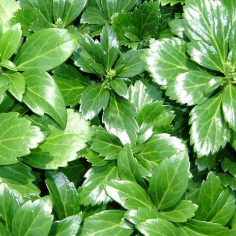 Pachysandra term. 'Green Sheen'