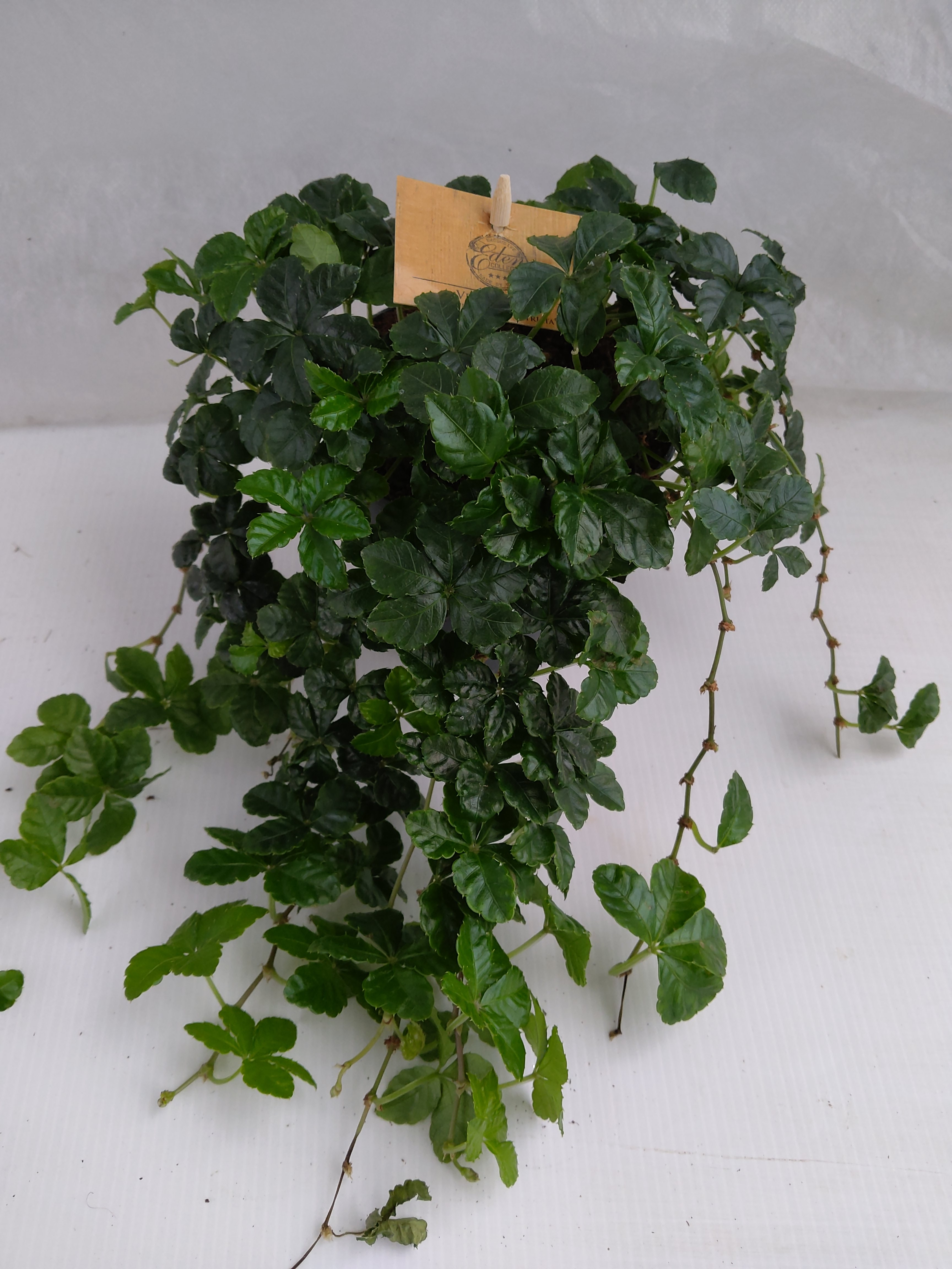 Parthenocissus inserta 'Striatha'