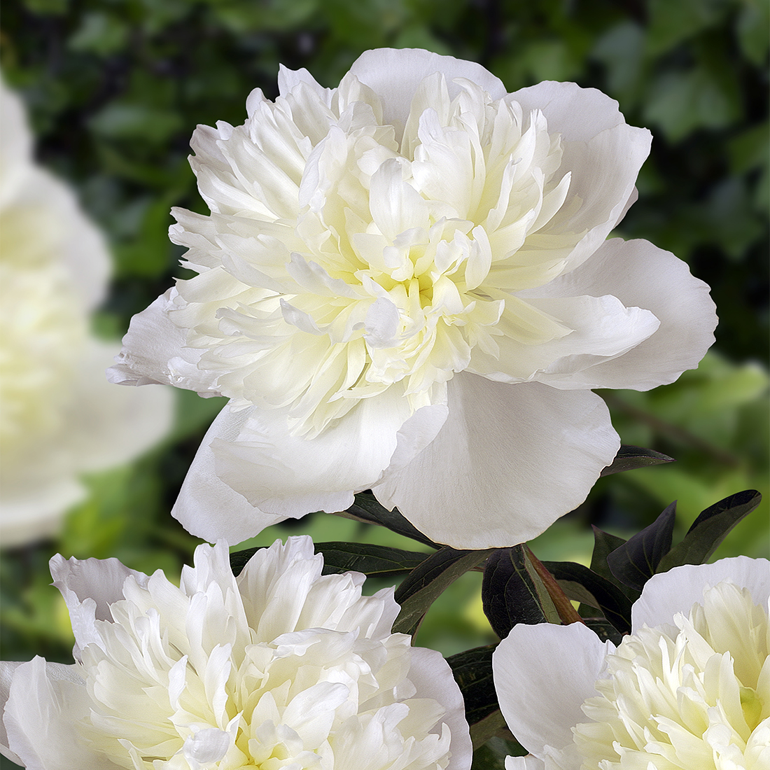 Paeonia lactiflora 'Duchesse de Nemours' Paeonia lactiflora 'Duchesse de Nemours'