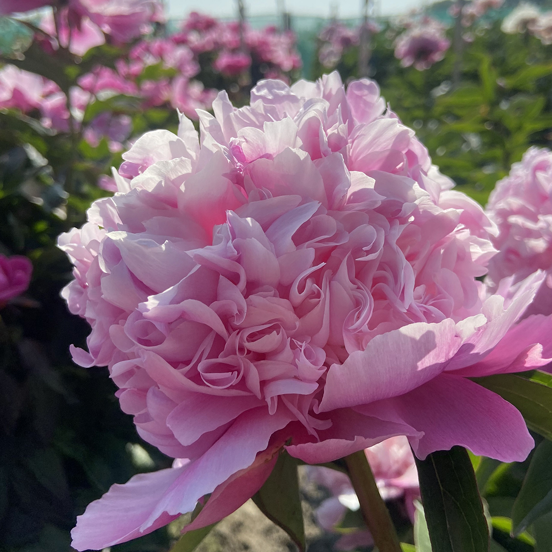 Paeonia lactiflora 'Lady Anna' Paeonia lactiflora 'Lady Anna'