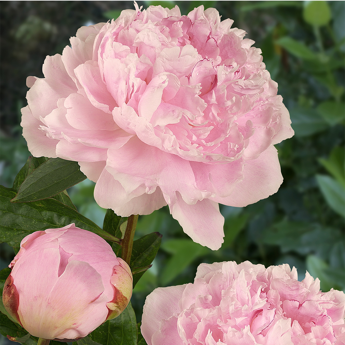 Paeonia lactiflora 'Sarah Bernhardt'