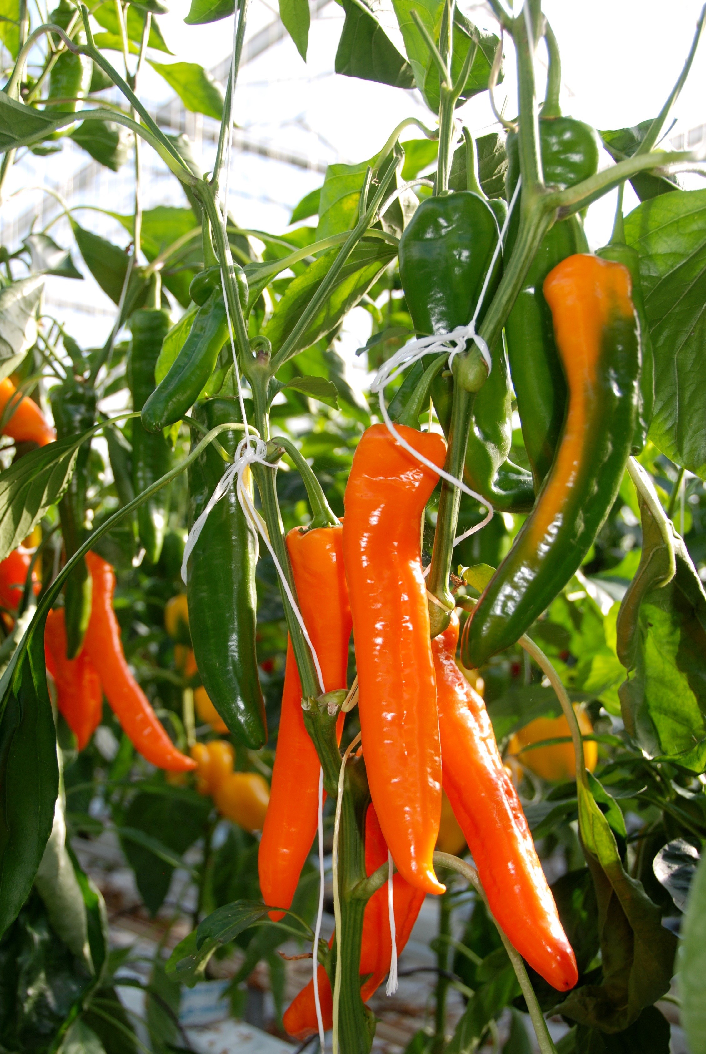 Oranje puntpaprika 'Aranja' F1 - Poivron doux orange Oranje puntpaprika 'Aranja' F1 - Poivron doux orange